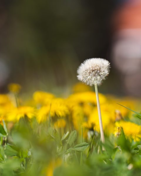 The Dandelion