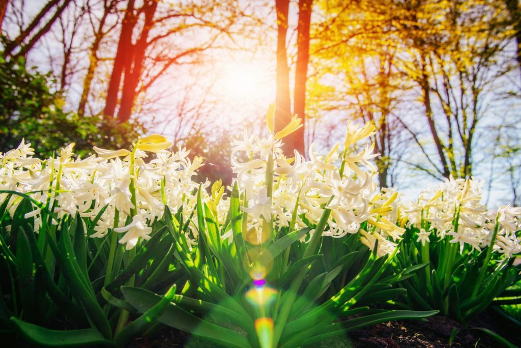 white hyacinths in the garden.