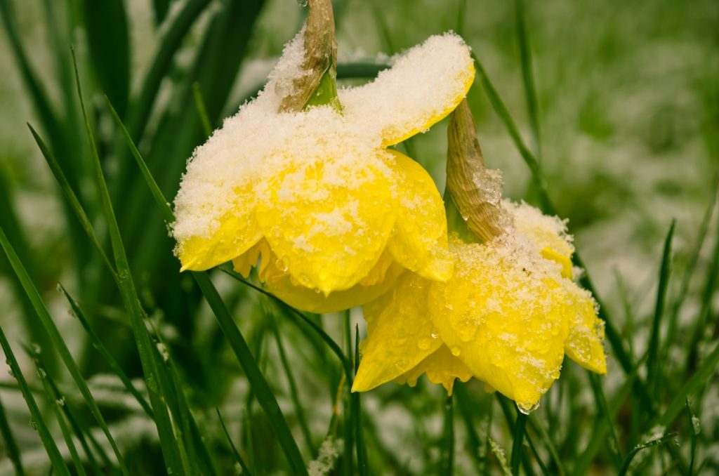 yellow blooming daffodils covered with white snow