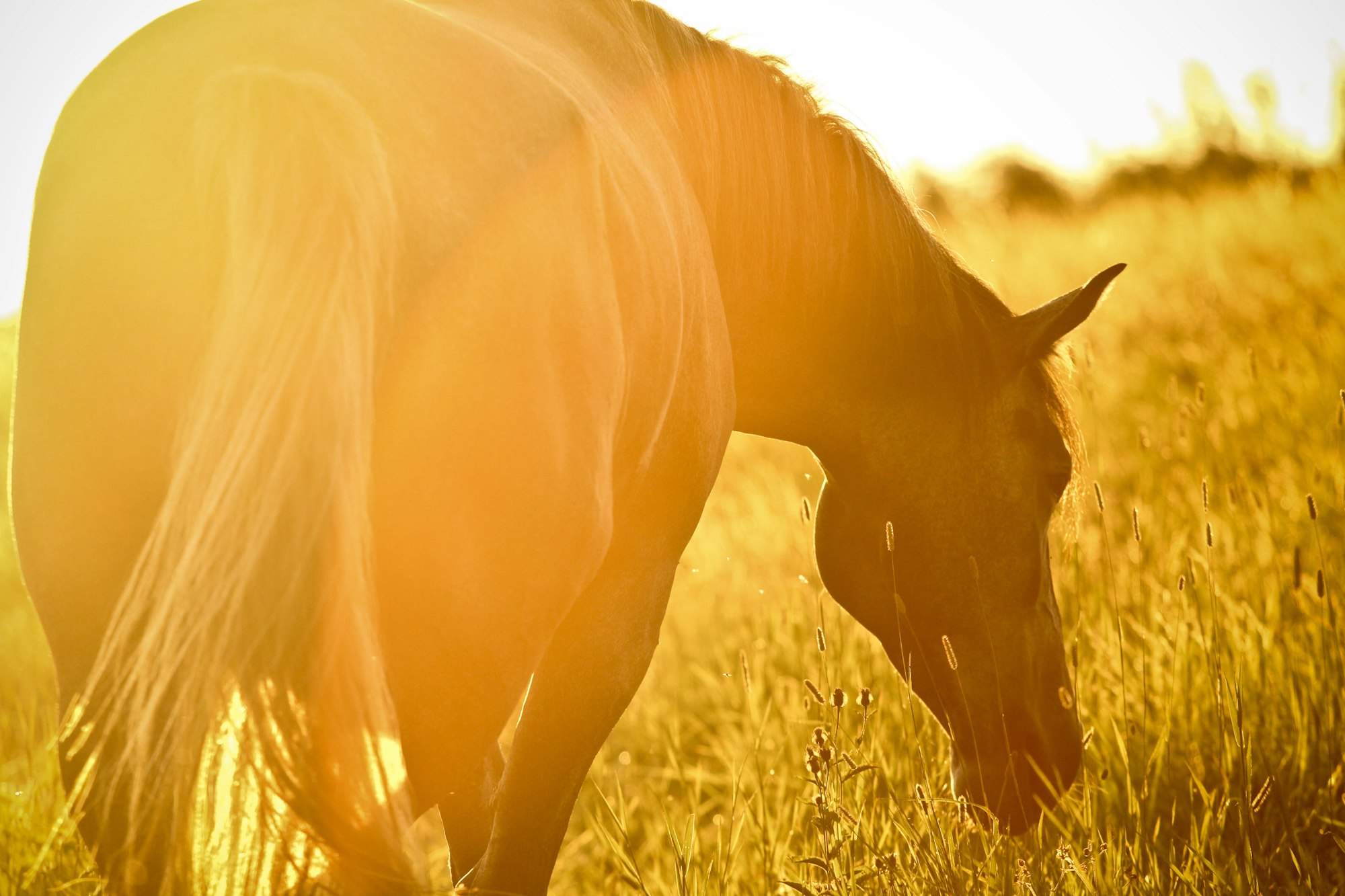 Wild horse, sunset light