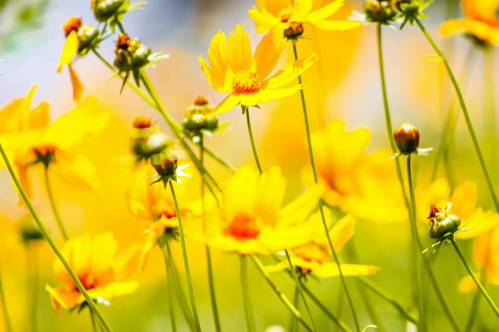 Bright yellow flowers blowing in a gentle wind.