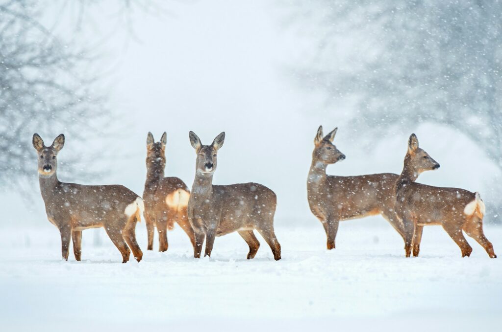 Wild roe deer herd in a snowfall