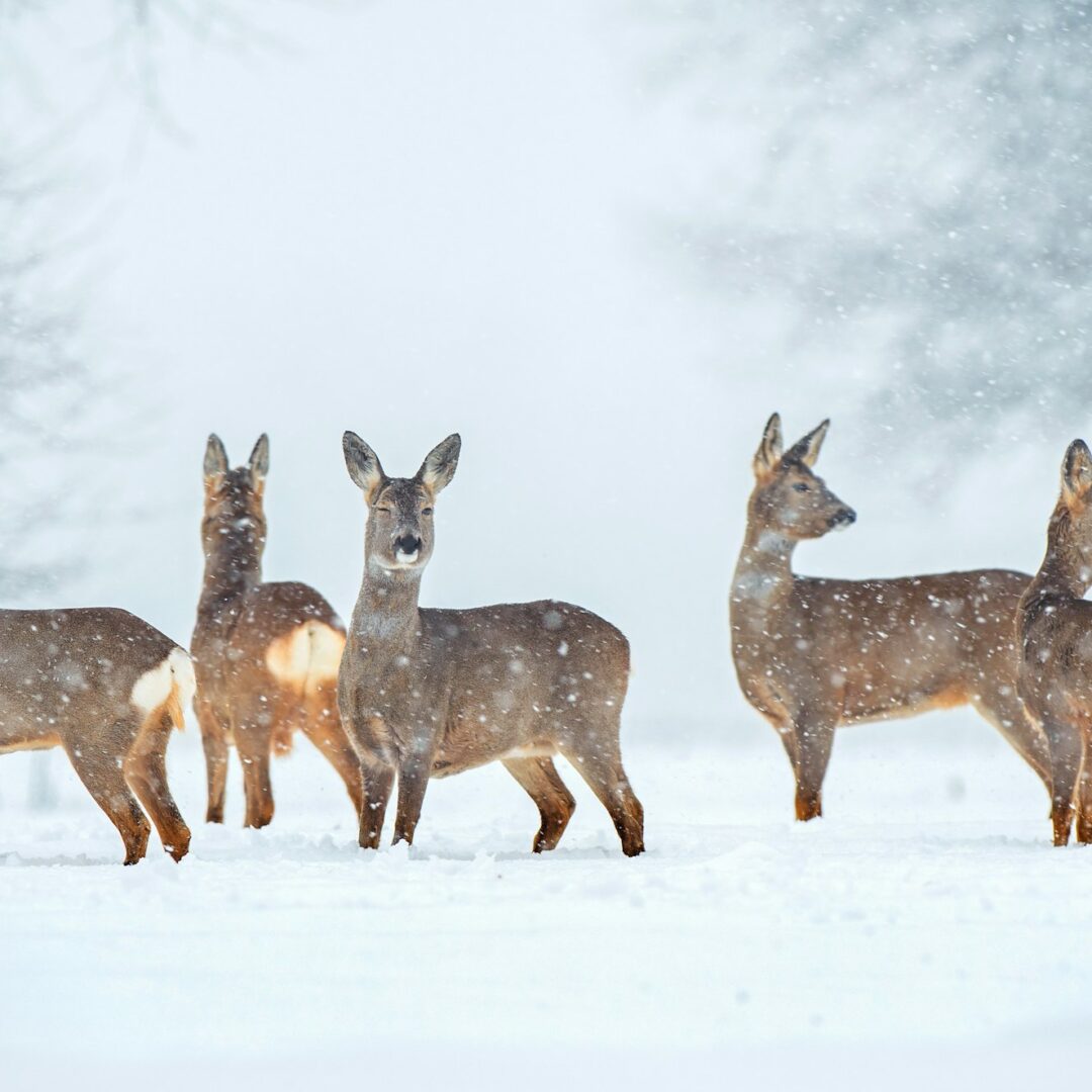 Wild roe deer herd in a snowfall