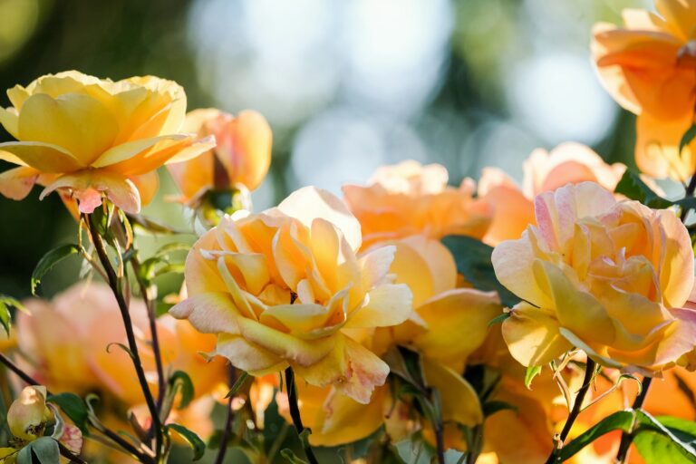 Yellow roses in the evening sunlight