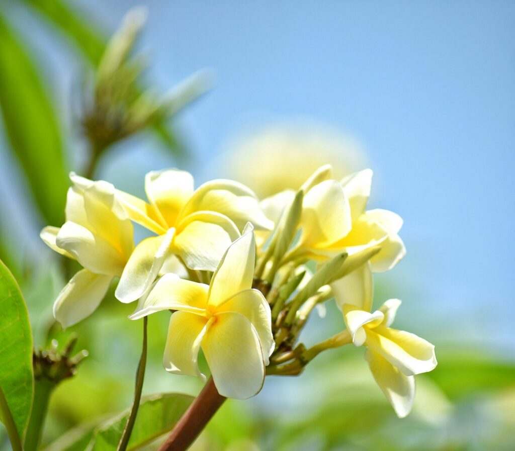 Tropical Fragrant Yellow Plumerias