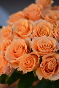 Advertisement closeup orange roses bunch selective focus mockup copy space