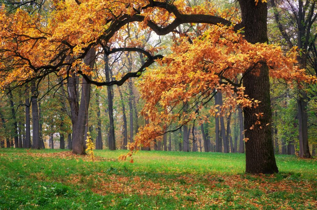 Autumn tree