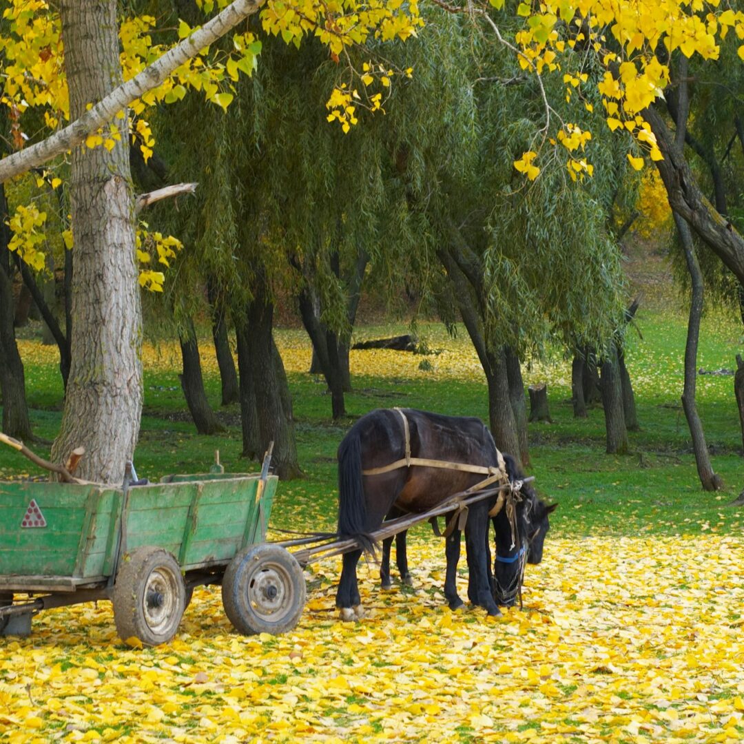 horse in autumn forest