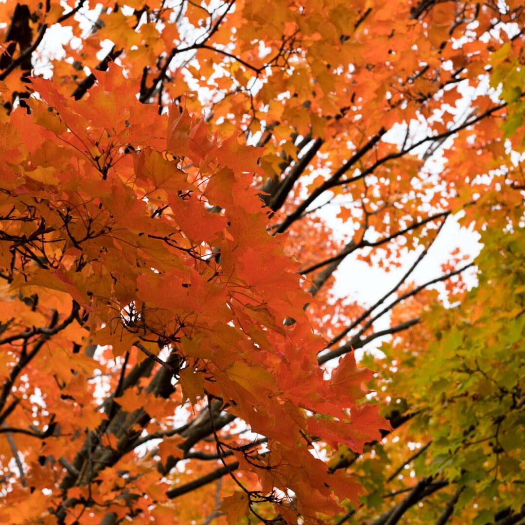 Tree branches closeup in fall. Autumn maple trees with leaves change colors.