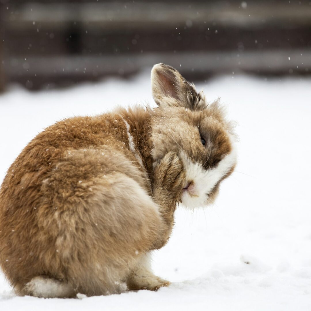 Rabbit in wintertime