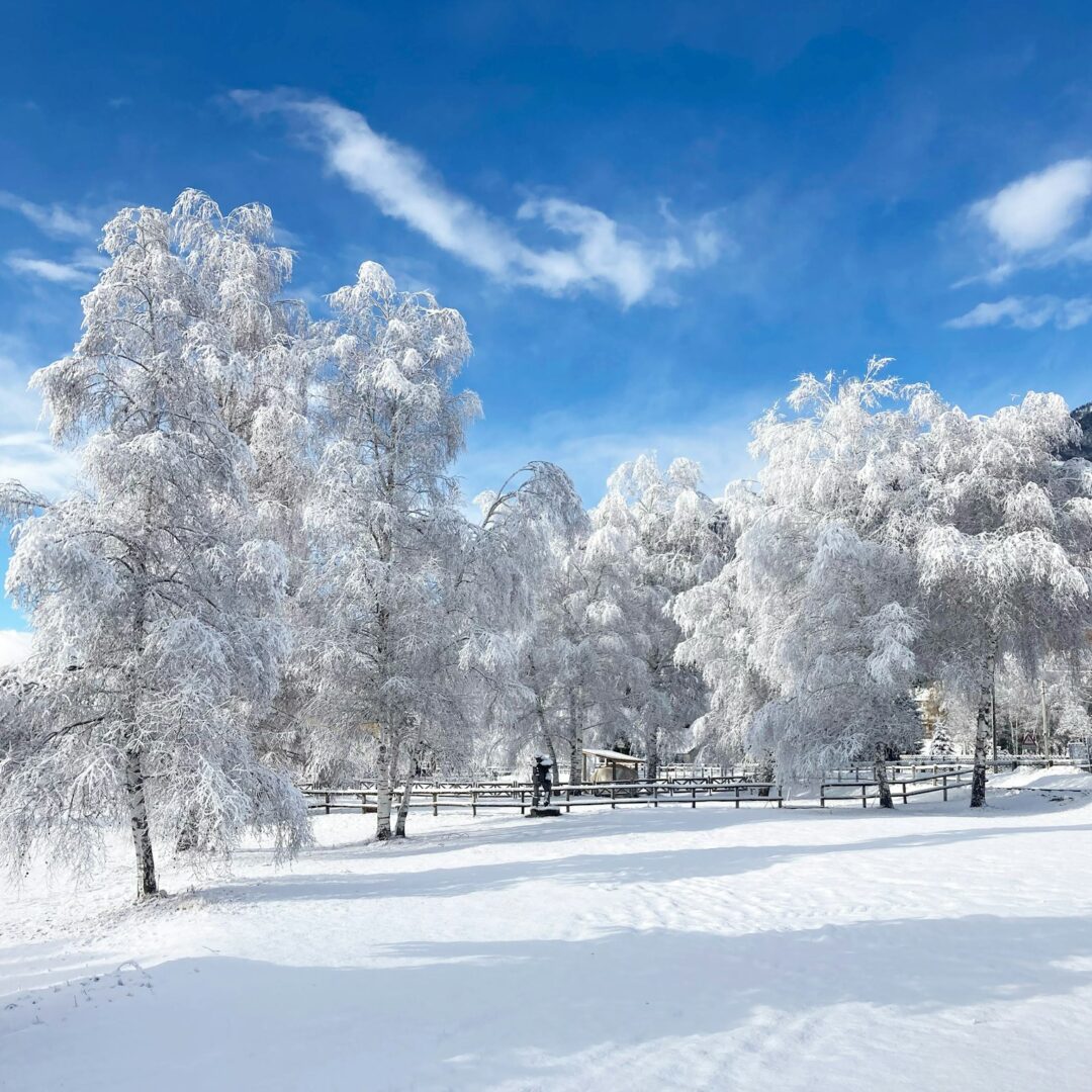 Snowy trees landscape