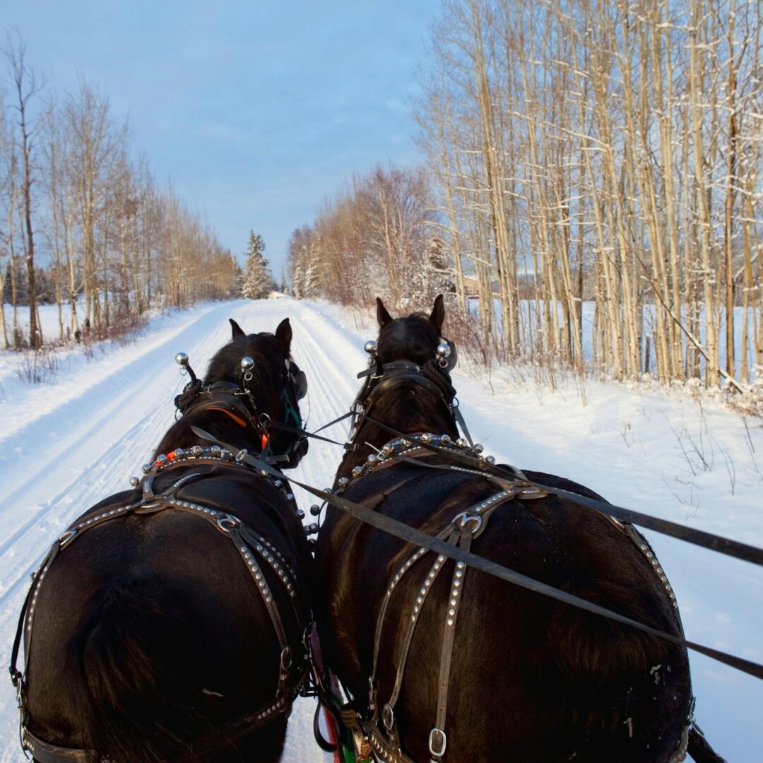 View from a sleigh pulled by two horses, winter scene