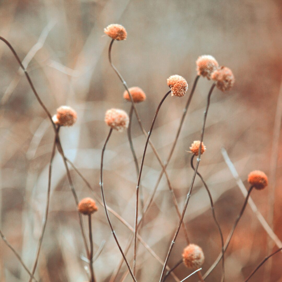 Winter flower pods