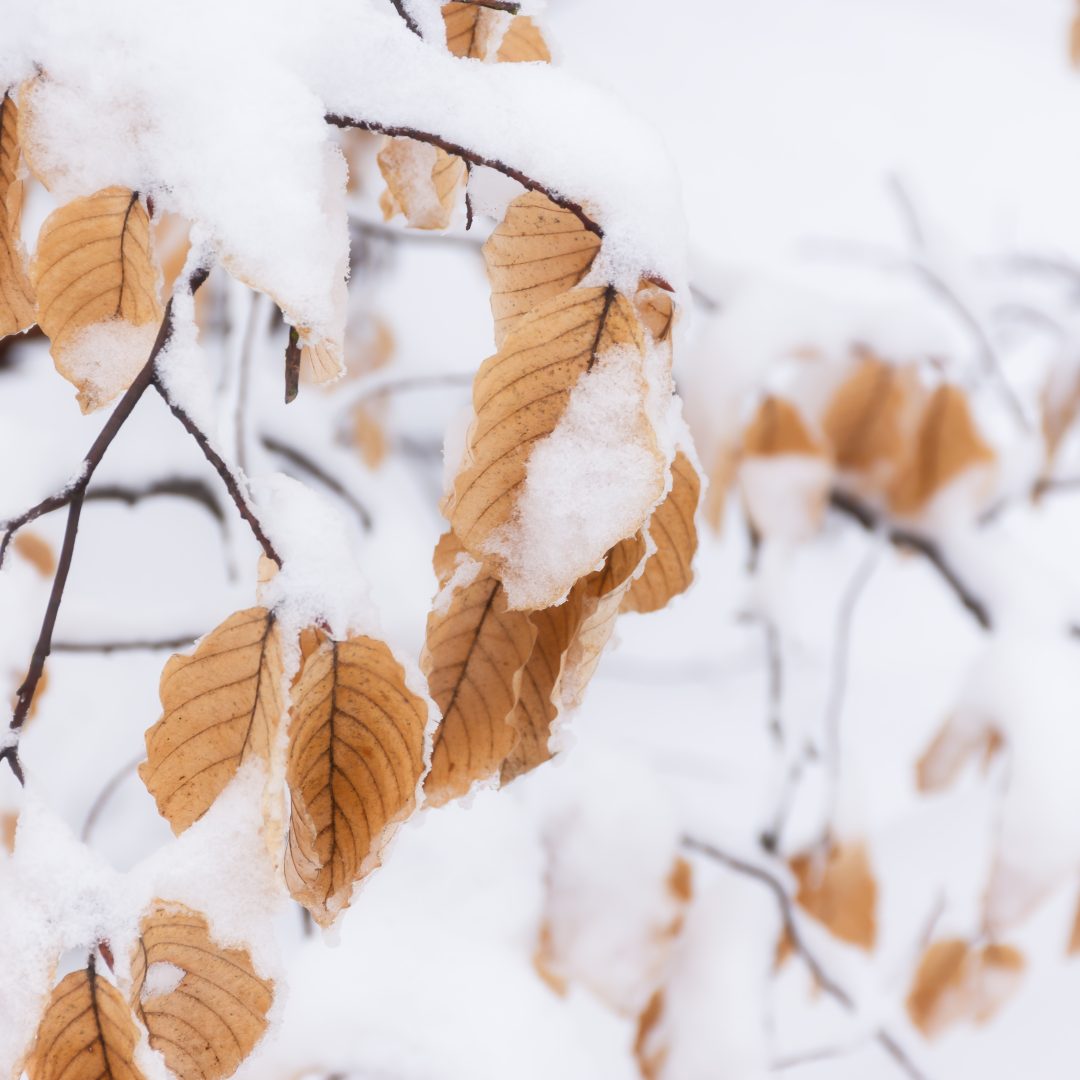 Autumn beech leaves snow.