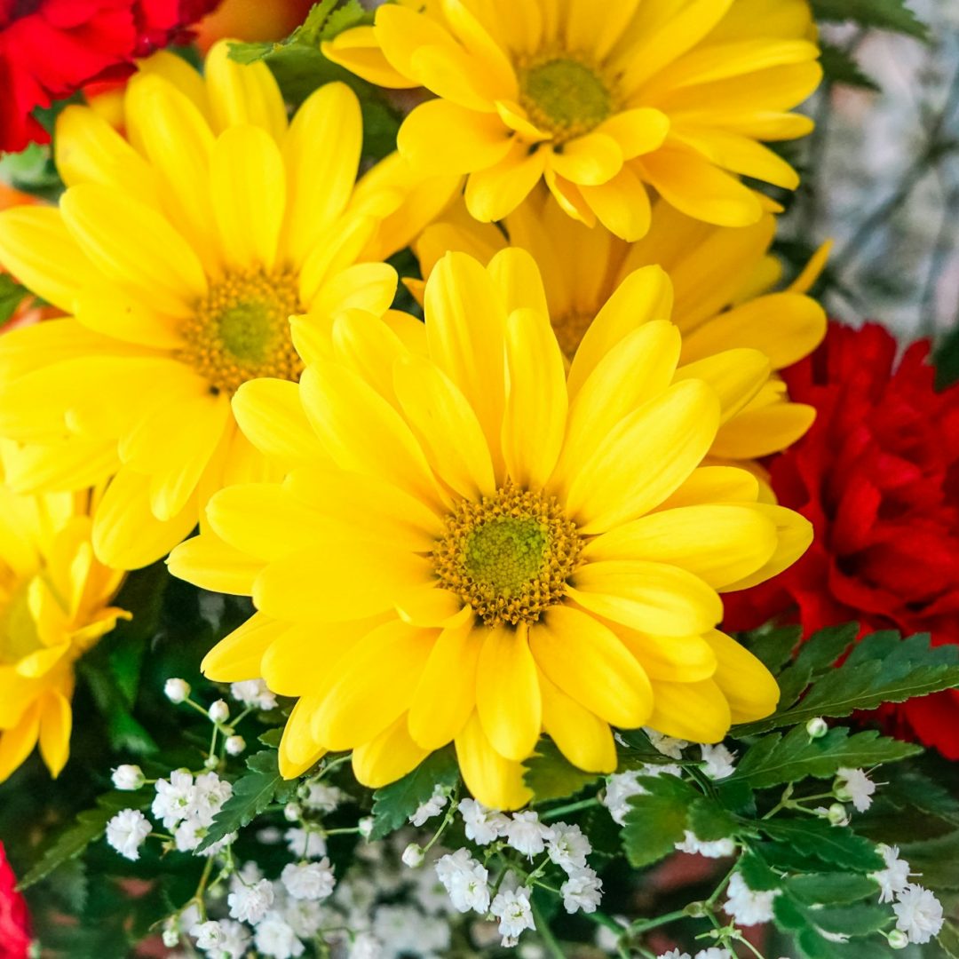 Closeup of yellow Shasta Daisy flowers