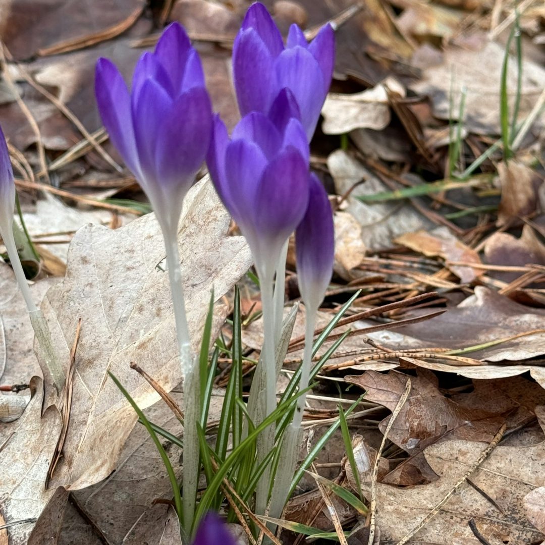 Crocus