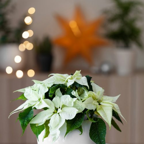 festive cozy interior arrangement, winter christmas concept, white poinsettia flower, lights