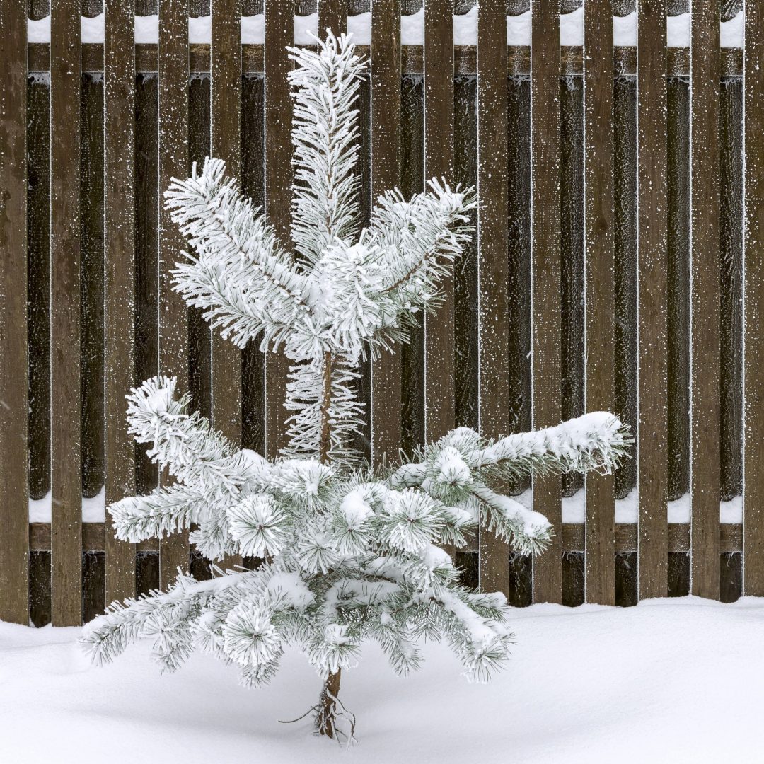 Pine tree covered with snow