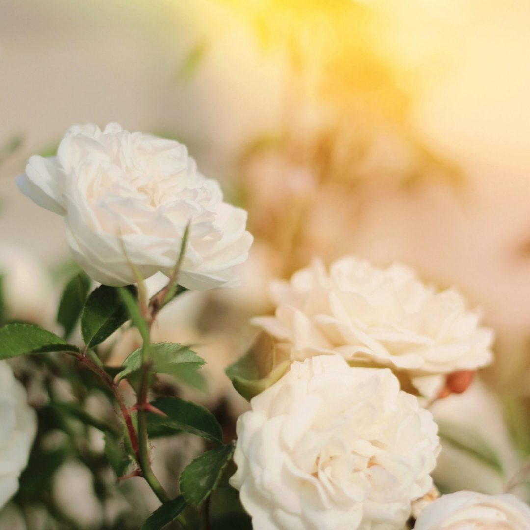 White roses