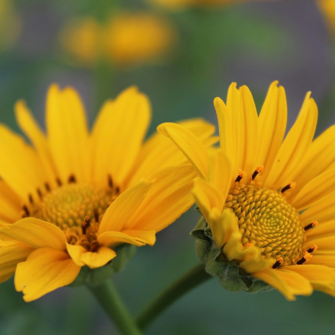 Yellow flowers